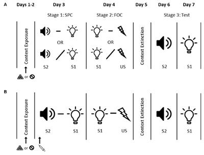 Dopamine D1 and D2 Receptors Are Important for Learning About Neutral-Valence Relationships in Sensory Preconditioning